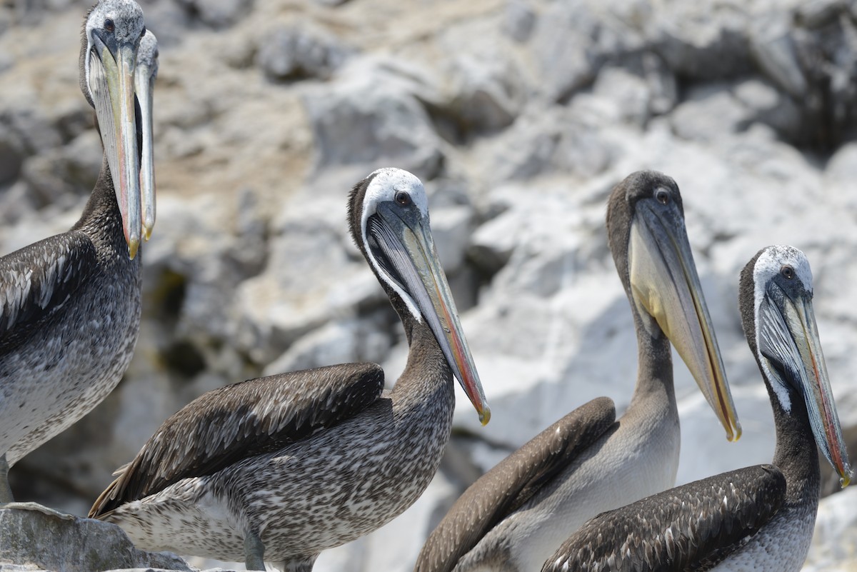 Peruvian Pelican - Spencer Vanderhoof