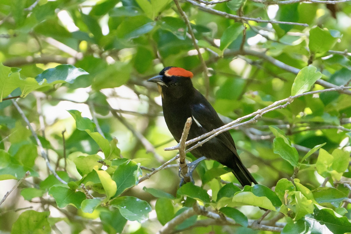 Flame-crested Tanager - ML617484218