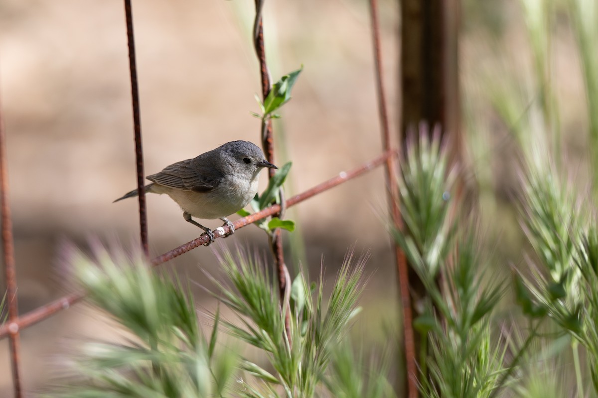 Lucy's Warbler - ML617484231
