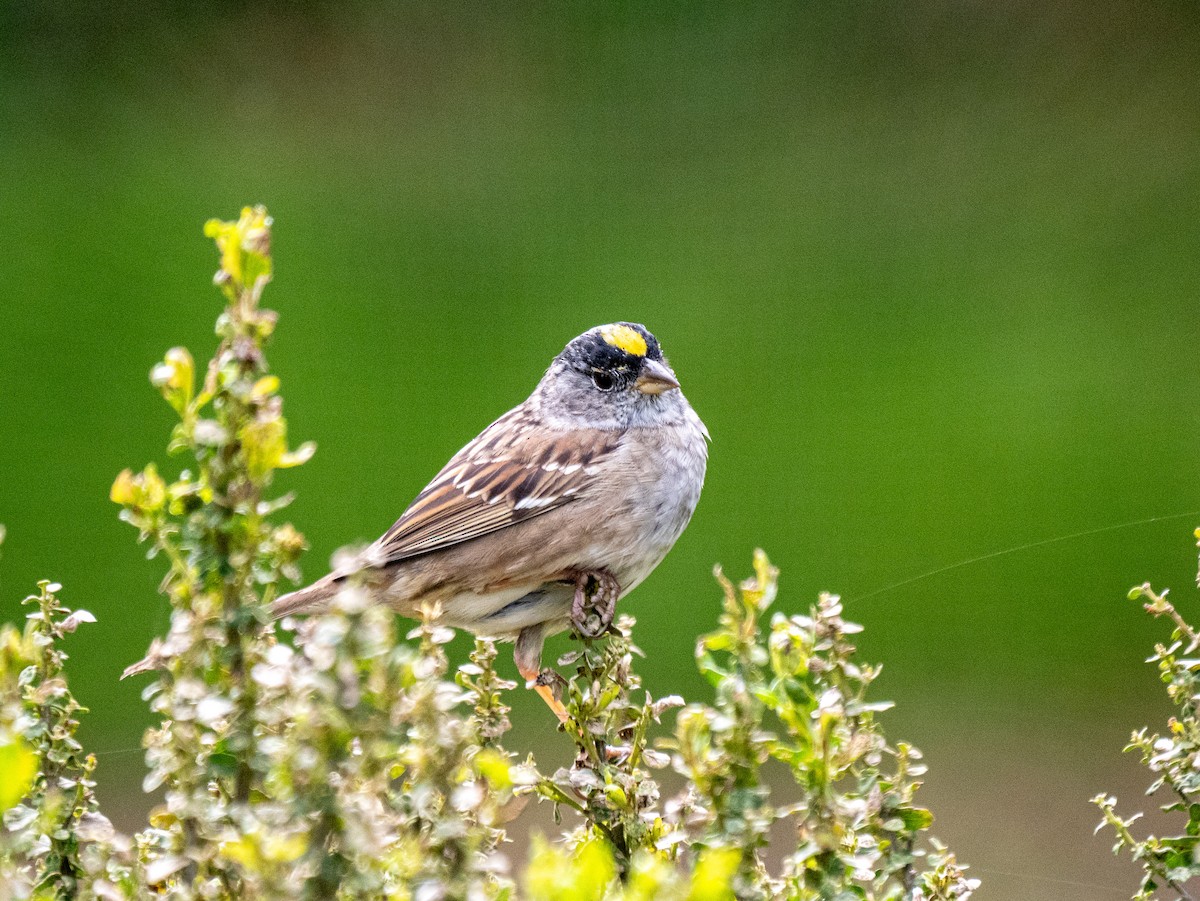 Golden-crowned Sparrow - Lee Friedman