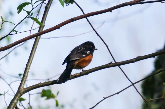 Spotted Towhee - ML617484273
