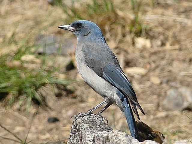Mexican Jay - ML617484304