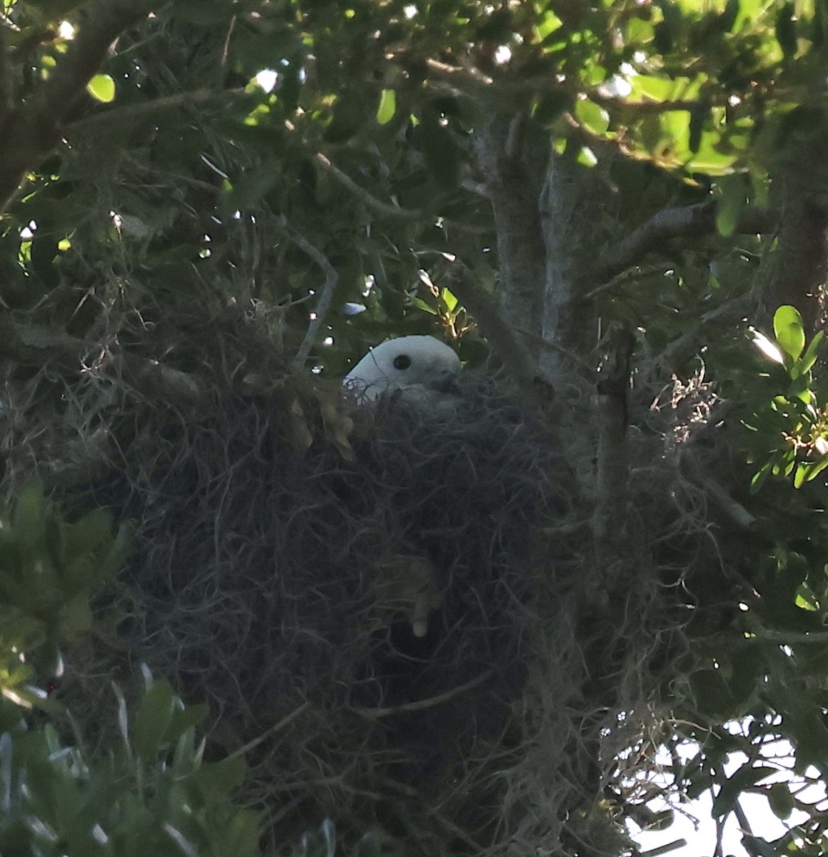 eBird Checklist 16 Apr 2024 Mead Botanical Gardens 34 species