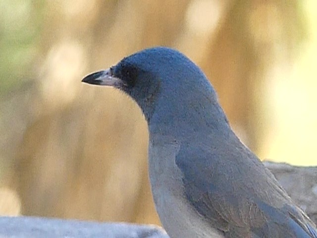 Mexican Jay - ML617484357