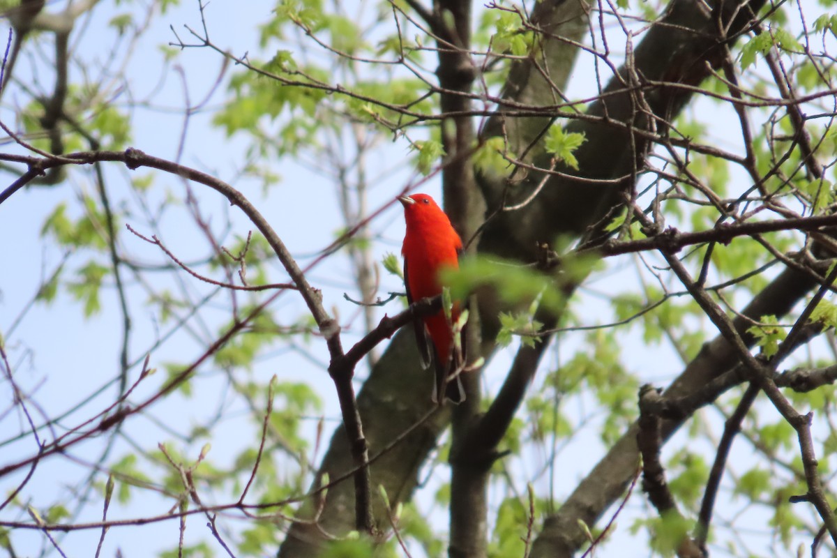 Scarlet Tanager - ML617484403