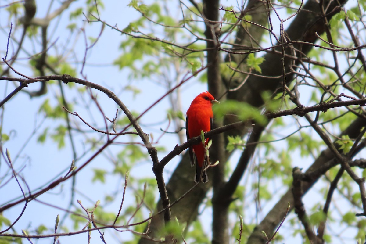 Scarlet Tanager - ML617484412