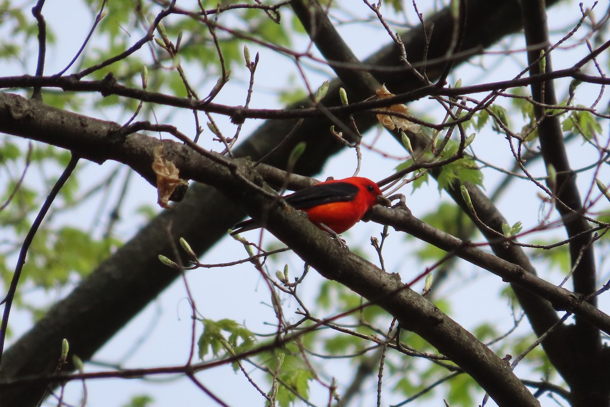 Scarlet Tanager - ML617484420
