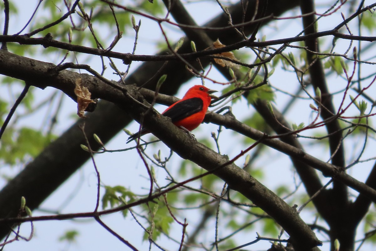 Scarlet Tanager - ML617484428