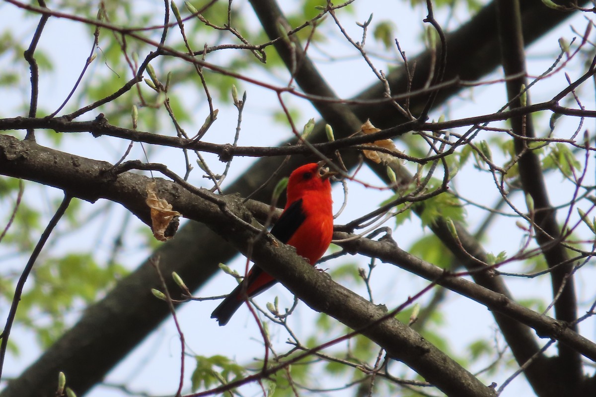 Scarlet Tanager - ML617484436