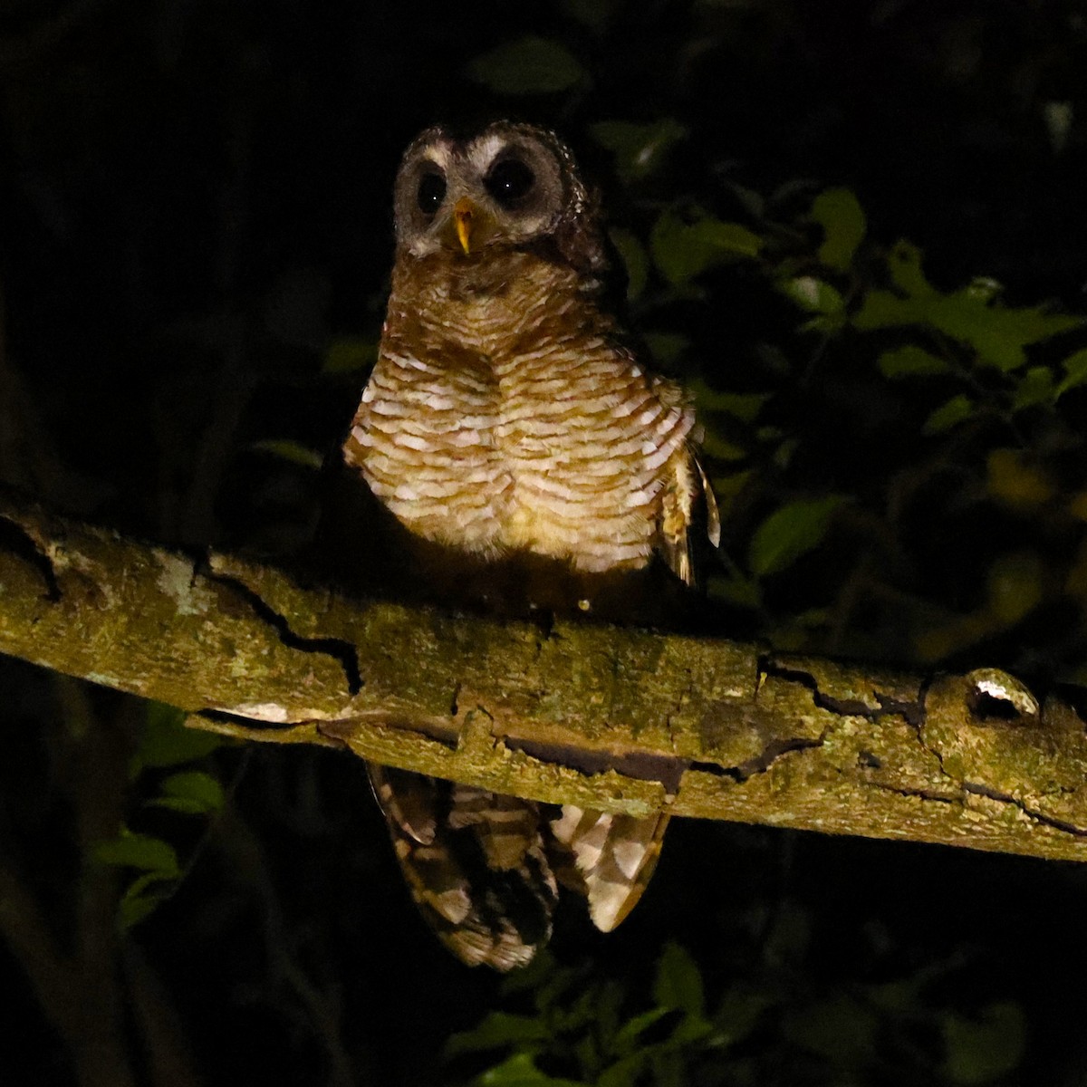 African Wood-Owl - John Mills