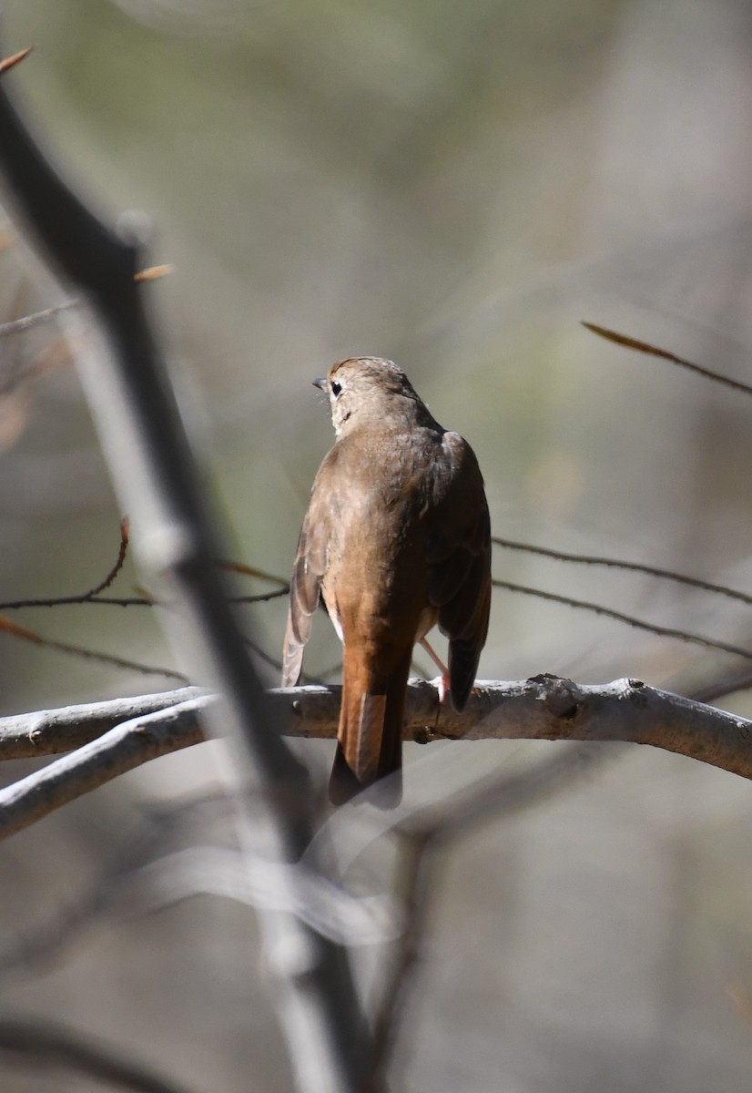 eBird Checklist - 16 Apr 2024 - Valley Garden Park - 25 species