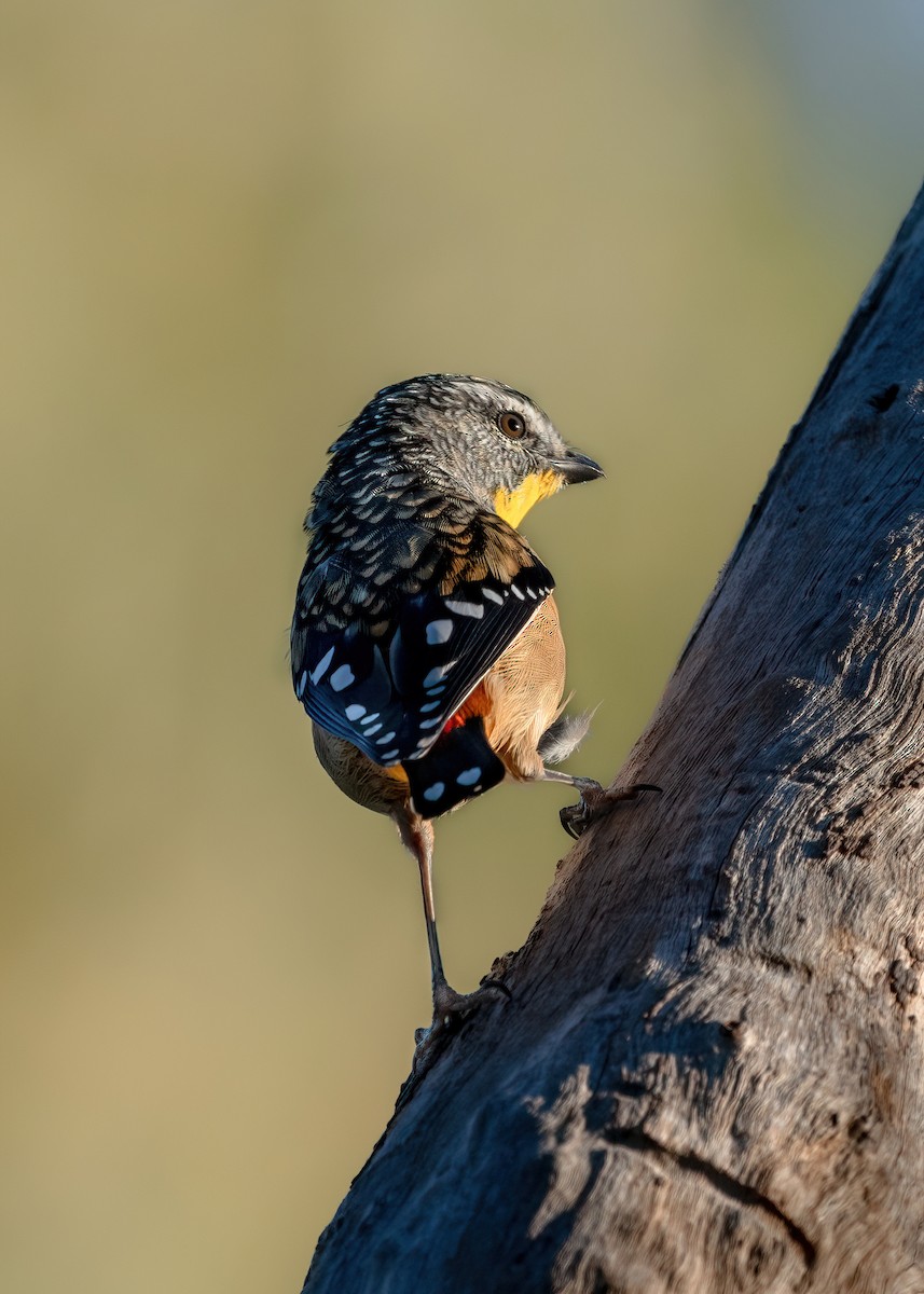 Spotted Pardalote - ML617484513