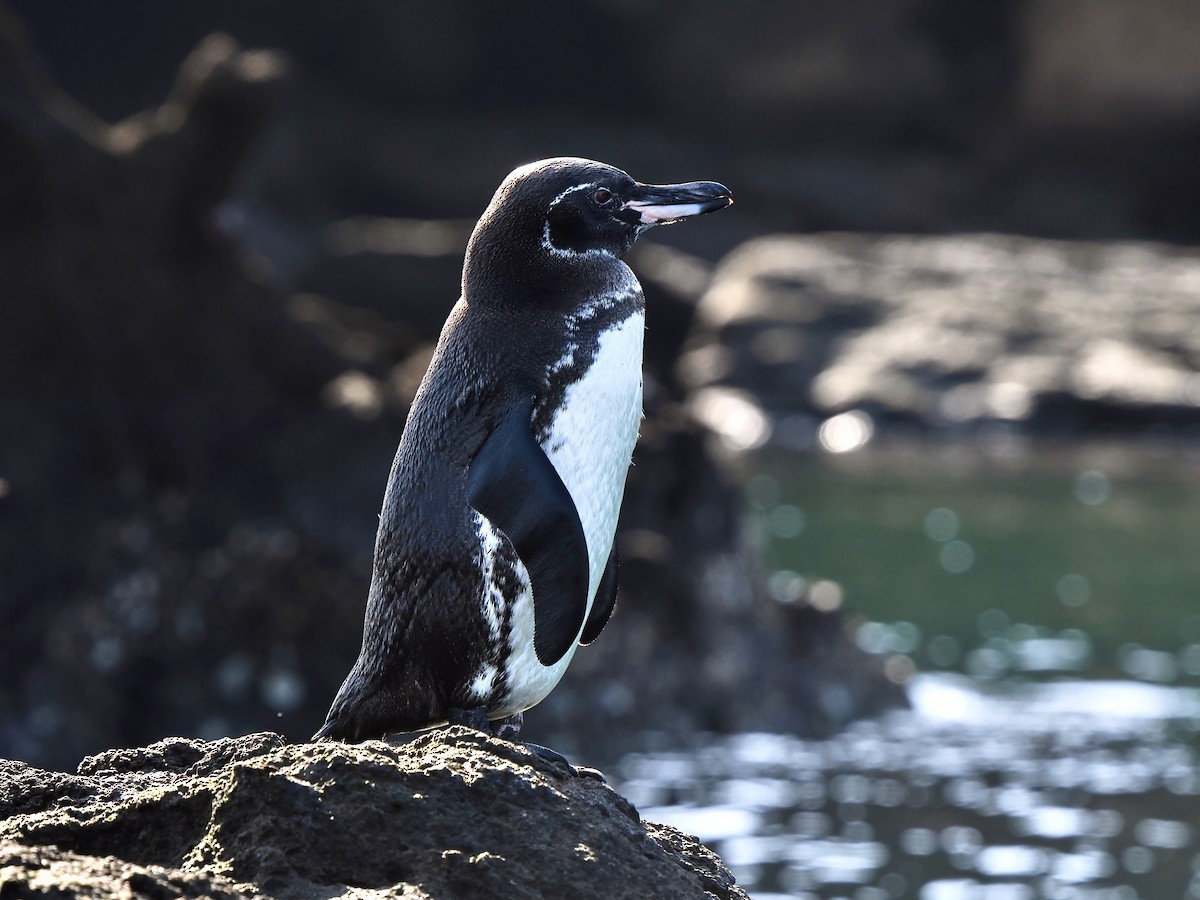 Pingüino de Galápagos - ML617484517