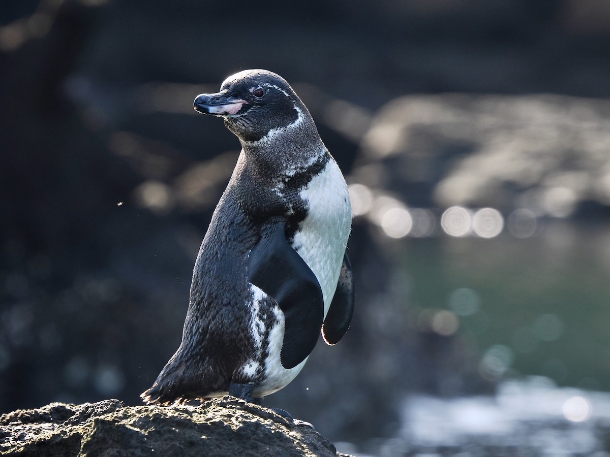 Pingüino de Galápagos - ML617484518