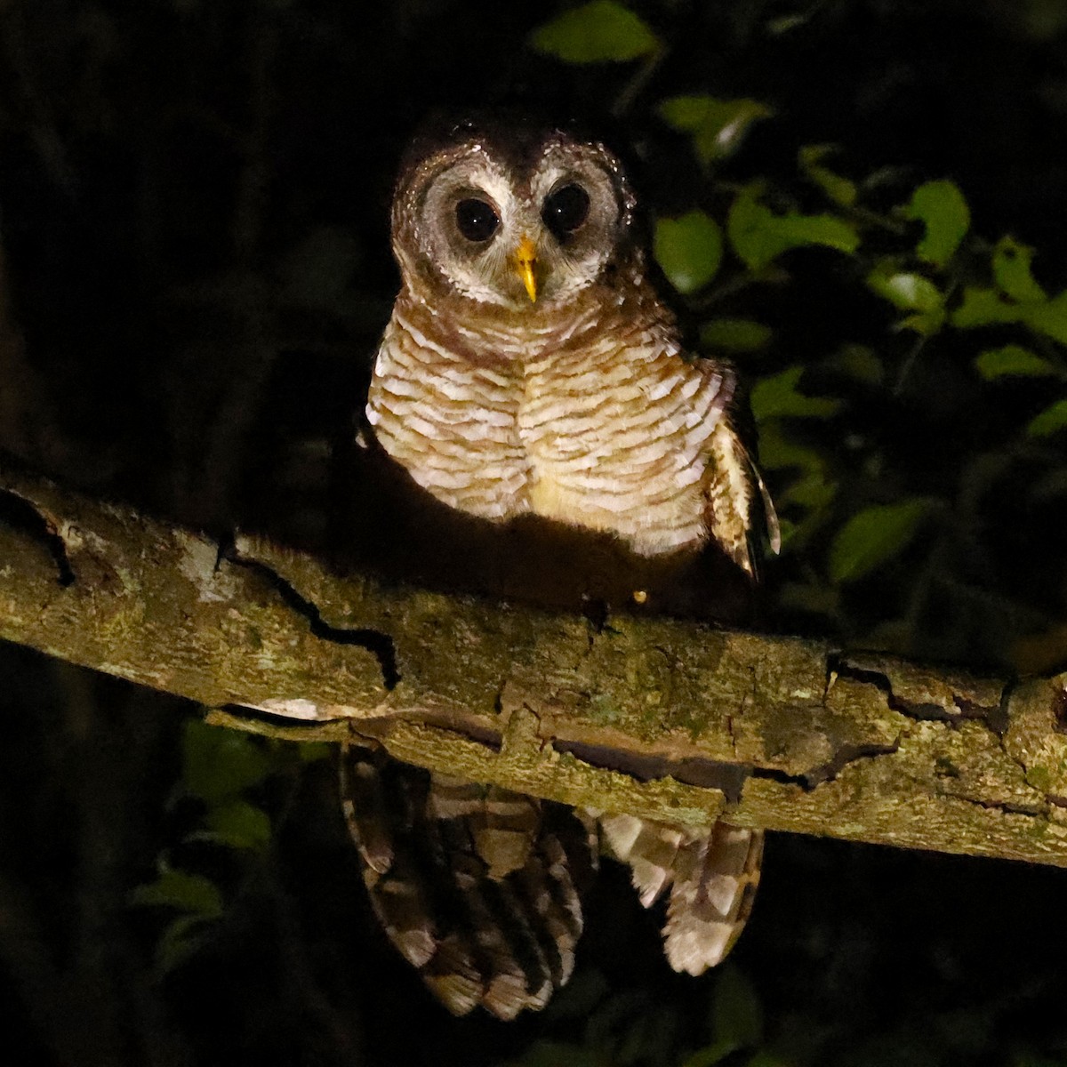 African Wood-Owl - ML617484519