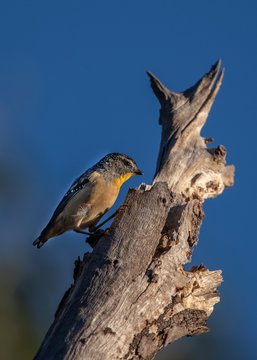 Spotted Pardalote - ML617484520