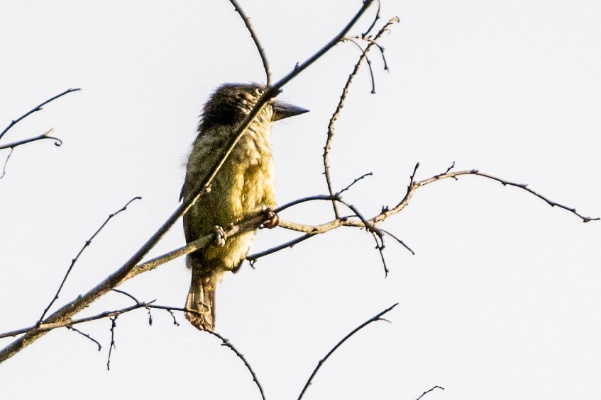Hairy-breasted Barbet - ML617484600