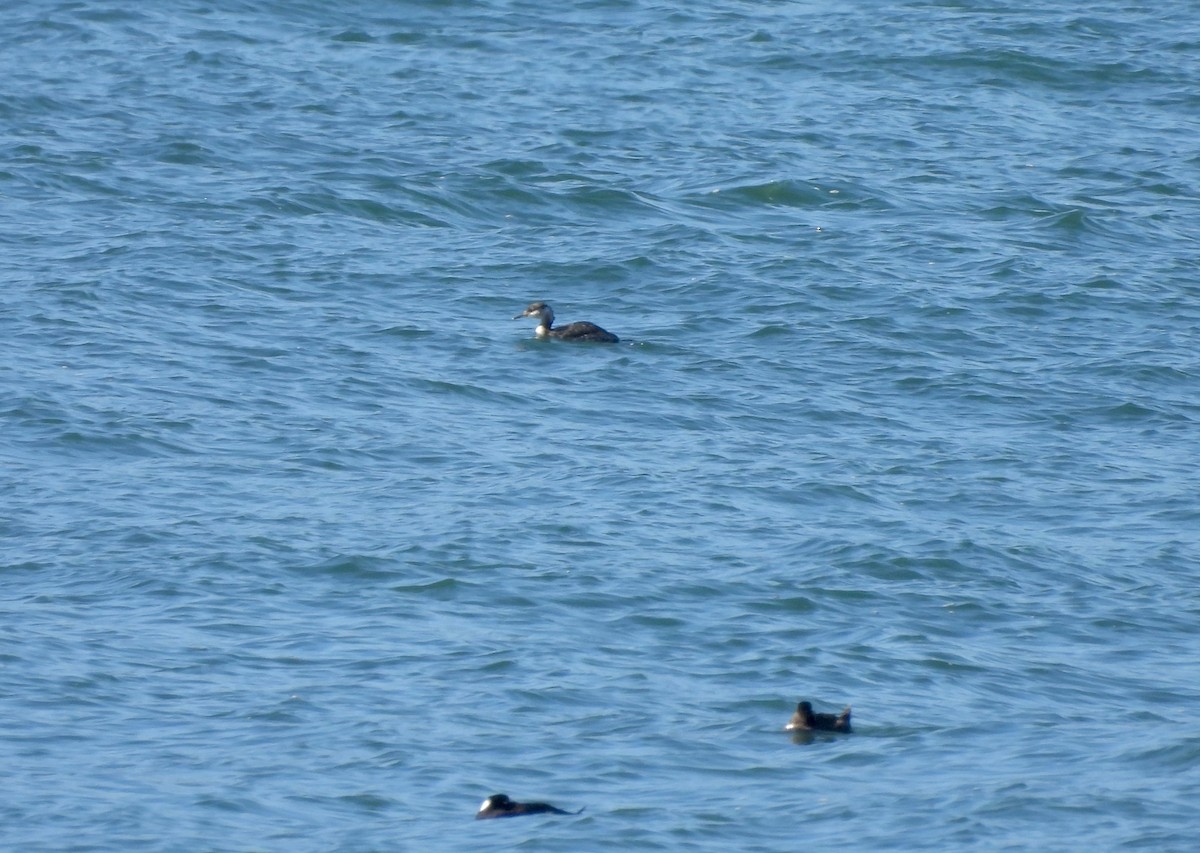 Red-necked Grebe - ML617484617