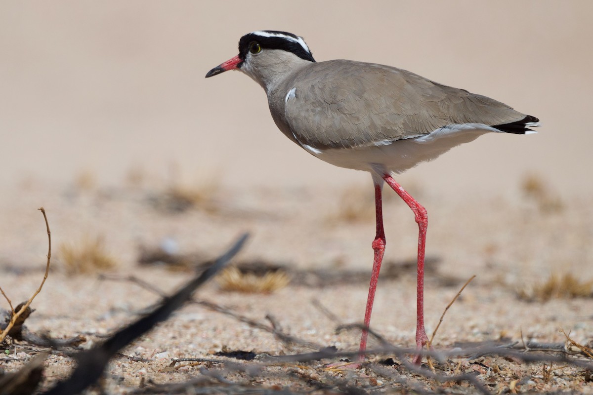 Crowned Lapwing - ML617484703