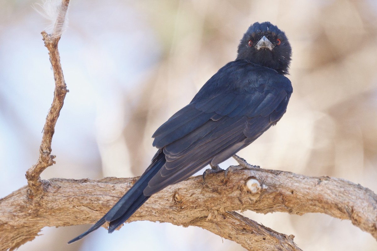 Fork-tailed Drongo - ML617484713
