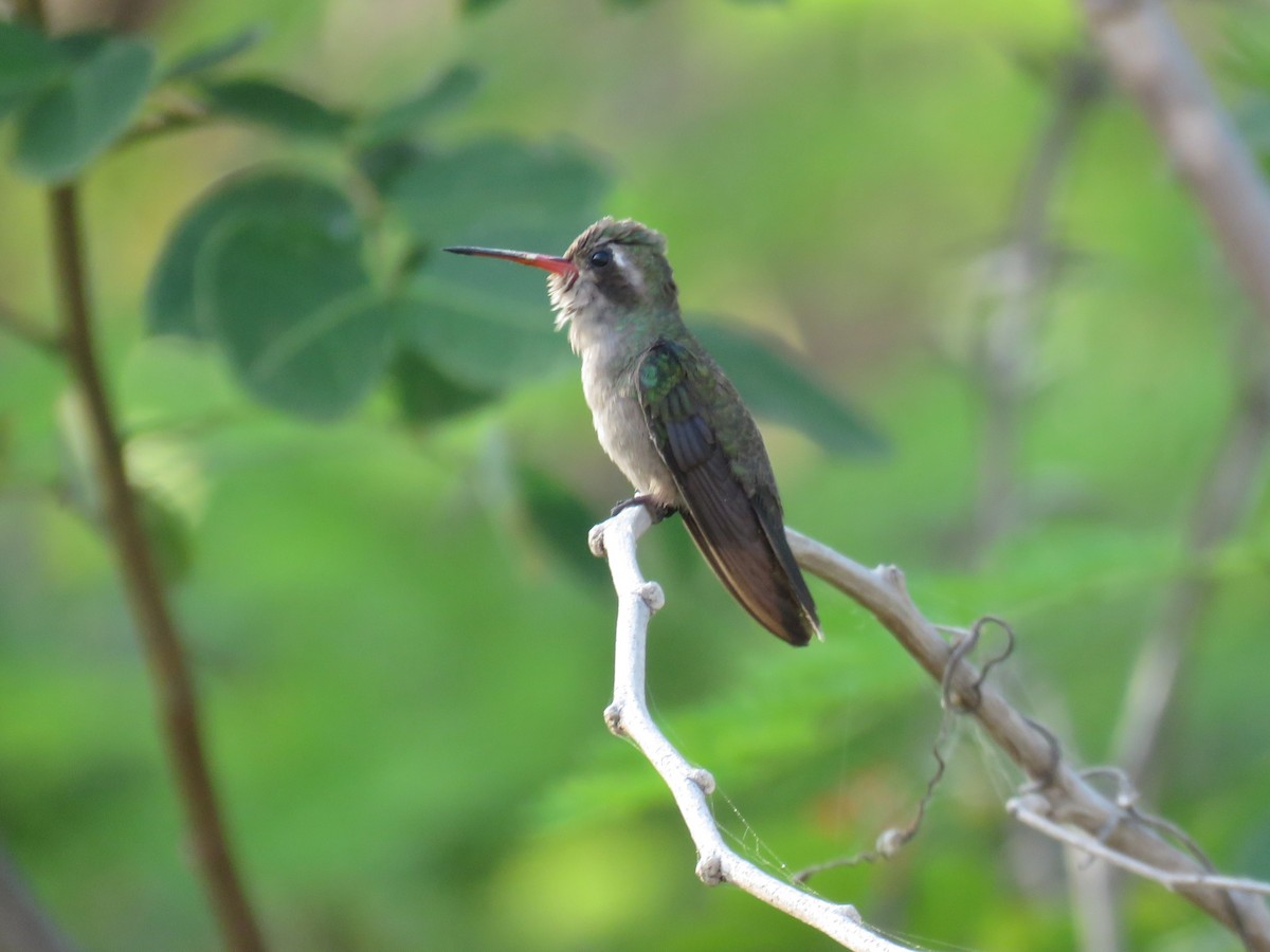kolibřík aztécký - ML617484717
