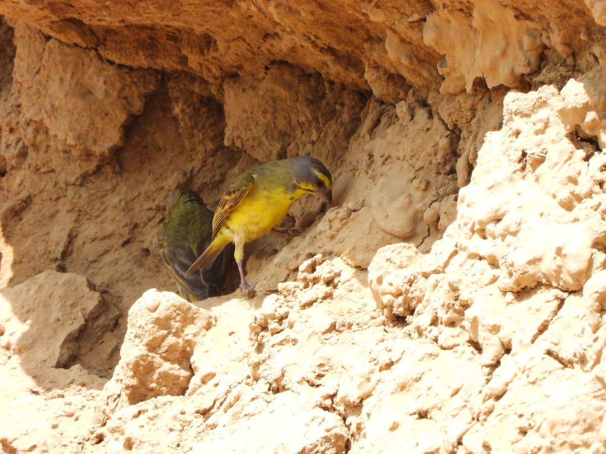 Yellow-fronted Canary - ML617484735