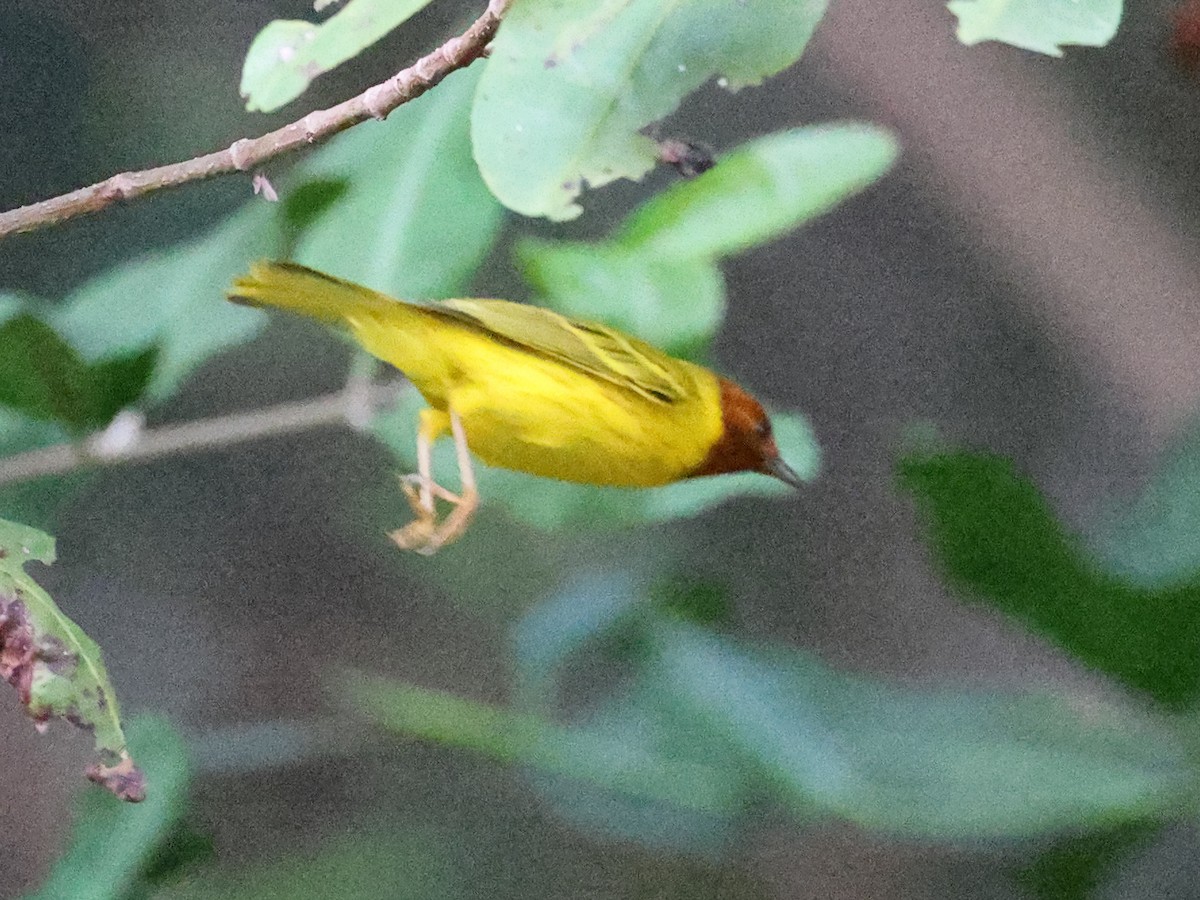 Yellow Warbler (Mangrove) - ML617484744