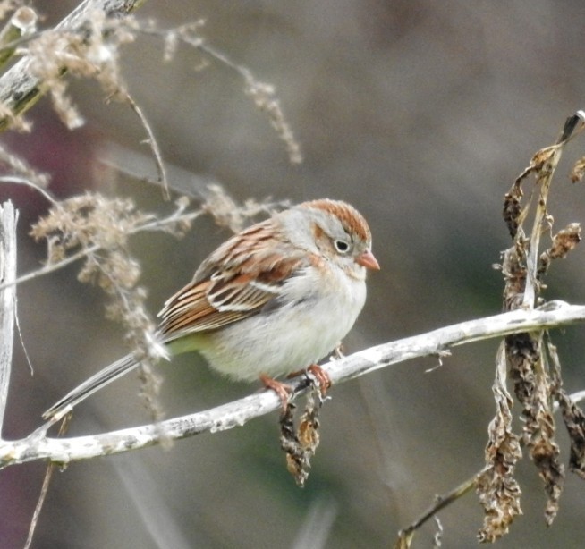 Field Sparrow - Mollie Bading