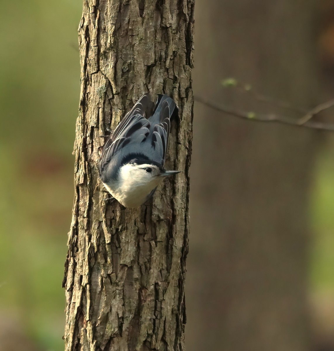 White-breasted Nuthatch - ML617484792