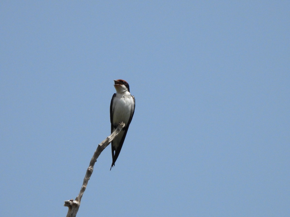 Wire-tailed Swallow - ML617484802