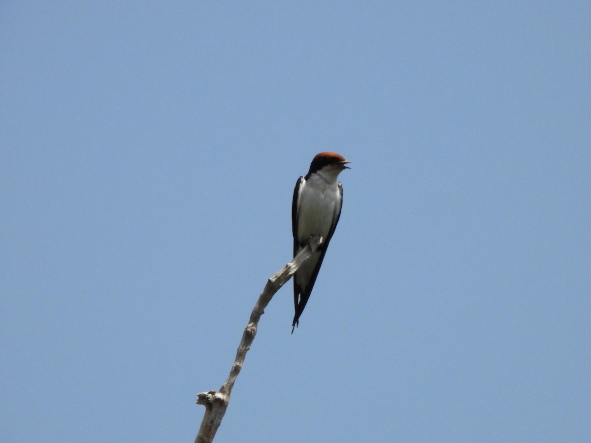 Wire-tailed Swallow - ML617484803