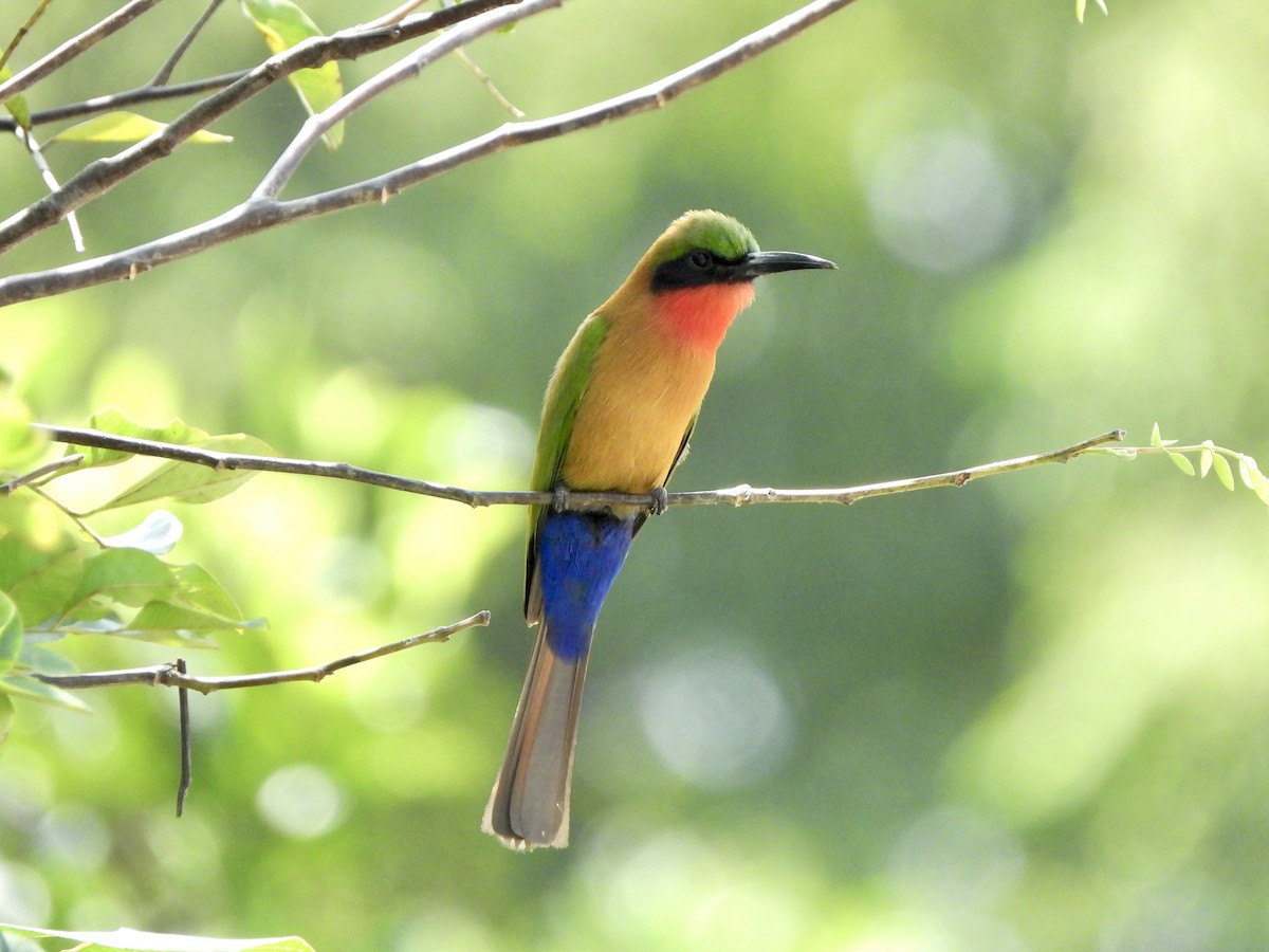 Red-throated Bee-eater - ML617484838