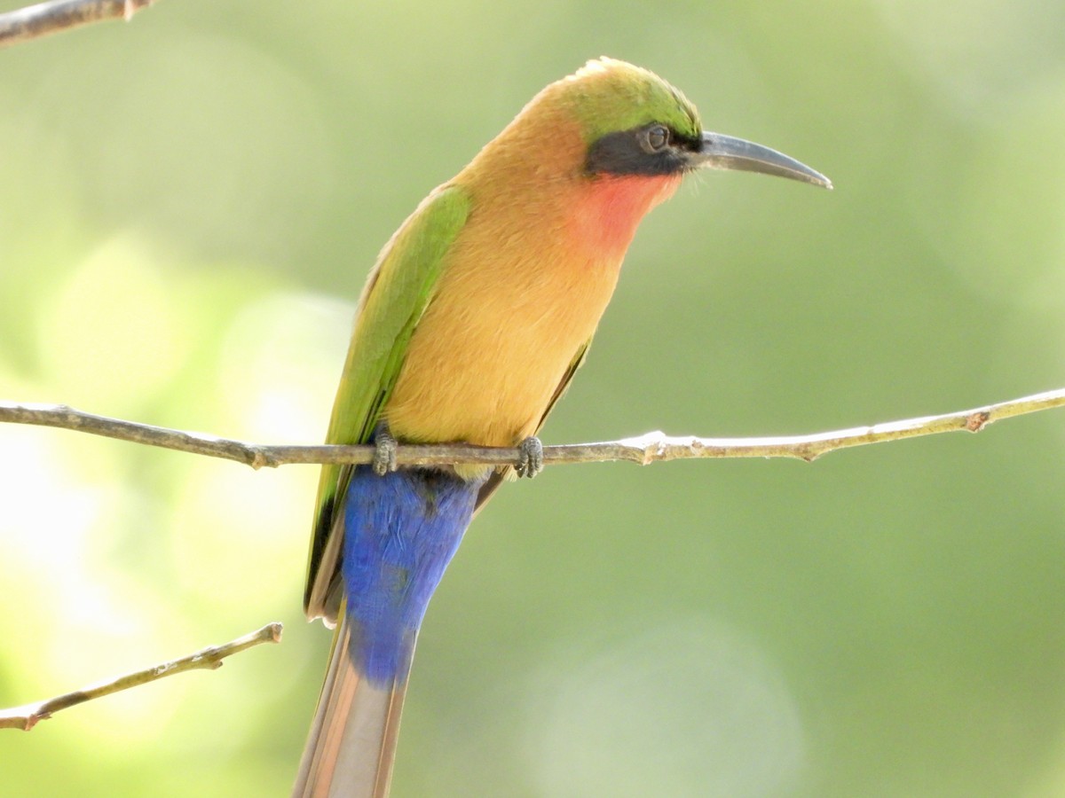 Red-throated Bee-eater - ML617484840