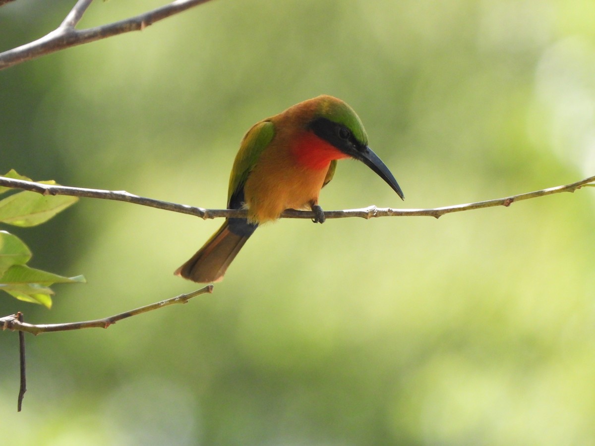 Red-throated Bee-eater - ML617484841