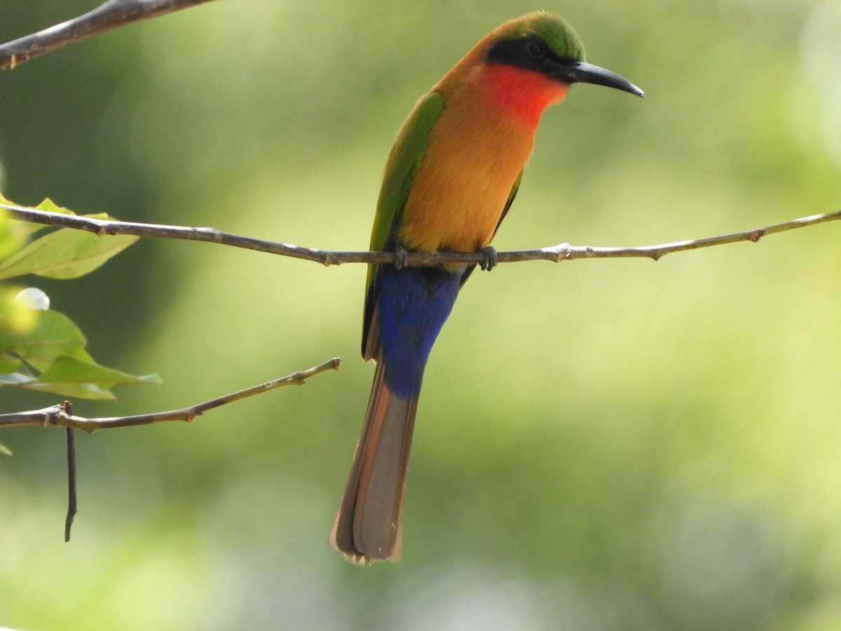 Red-throated Bee-eater - ML617484842