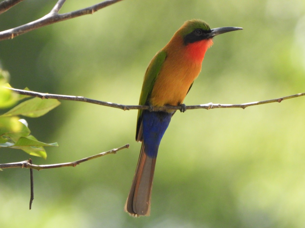 Red-throated Bee-eater - ML617484843