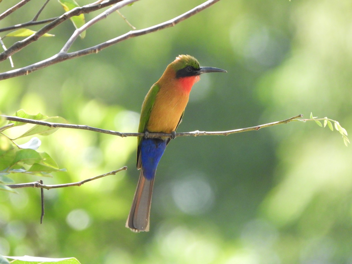 Red-throated Bee-eater - ML617484844