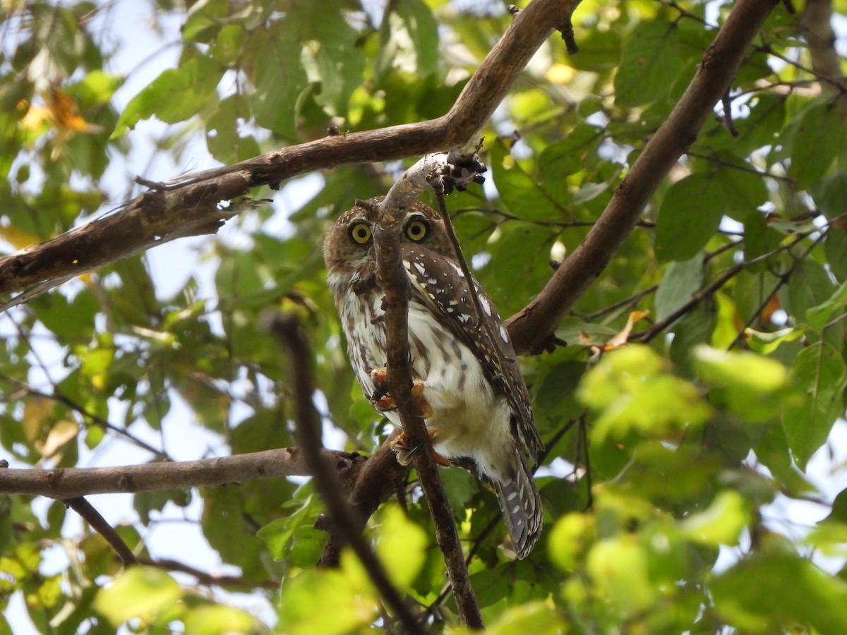 Pearl-spotted Owlet - ML617484907