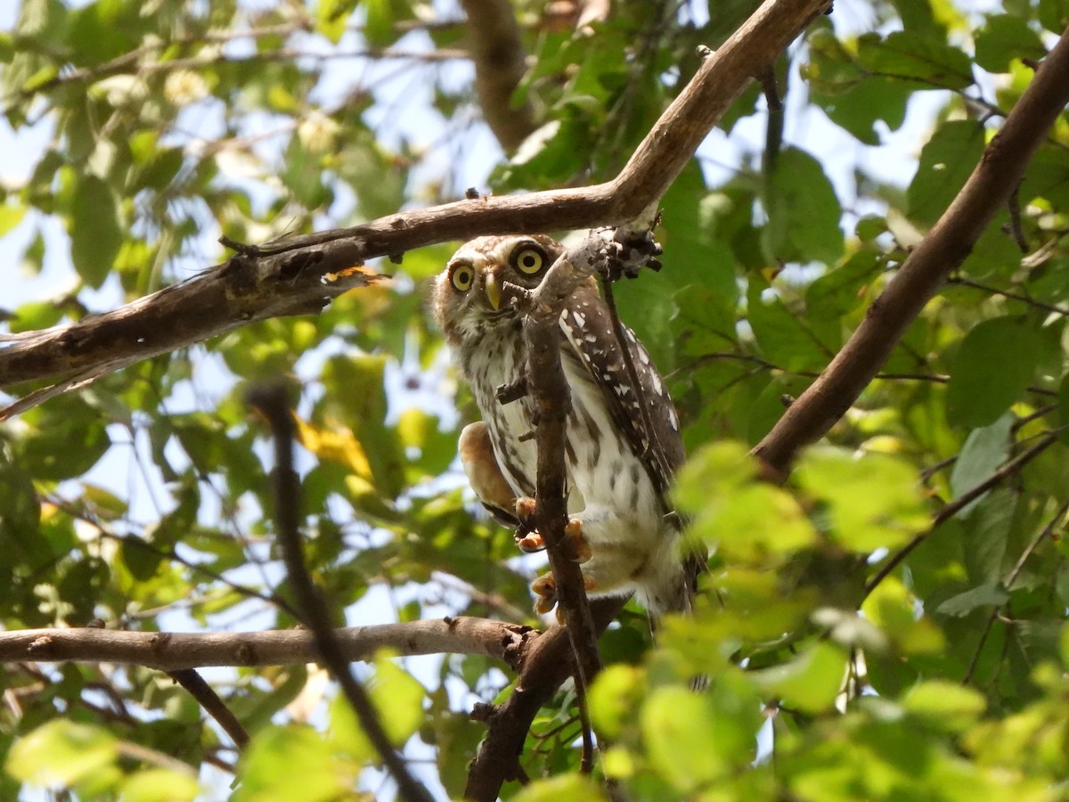 Pearl-spotted Owlet - ML617484909