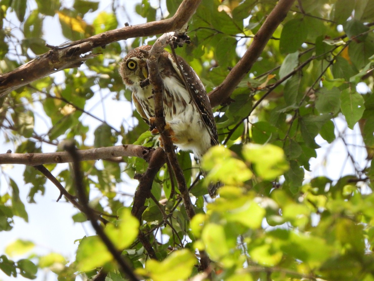 Pearl-spotted Owlet - ML617484910