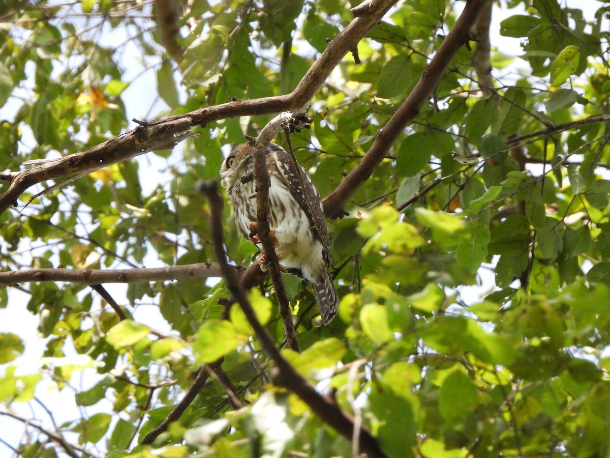 Pearl-spotted Owlet - Bev Agler