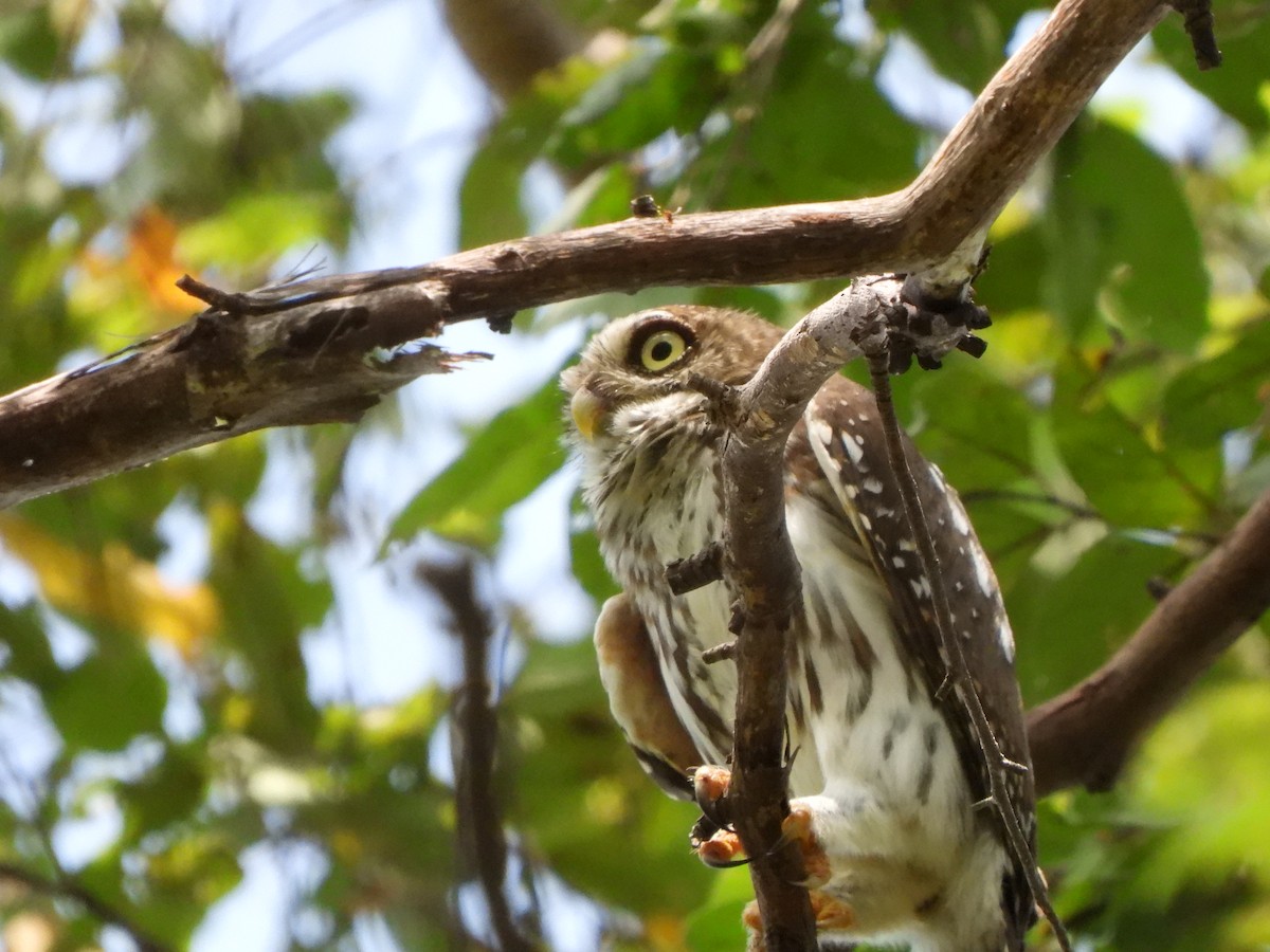 Pearl-spotted Owlet - ML617484912