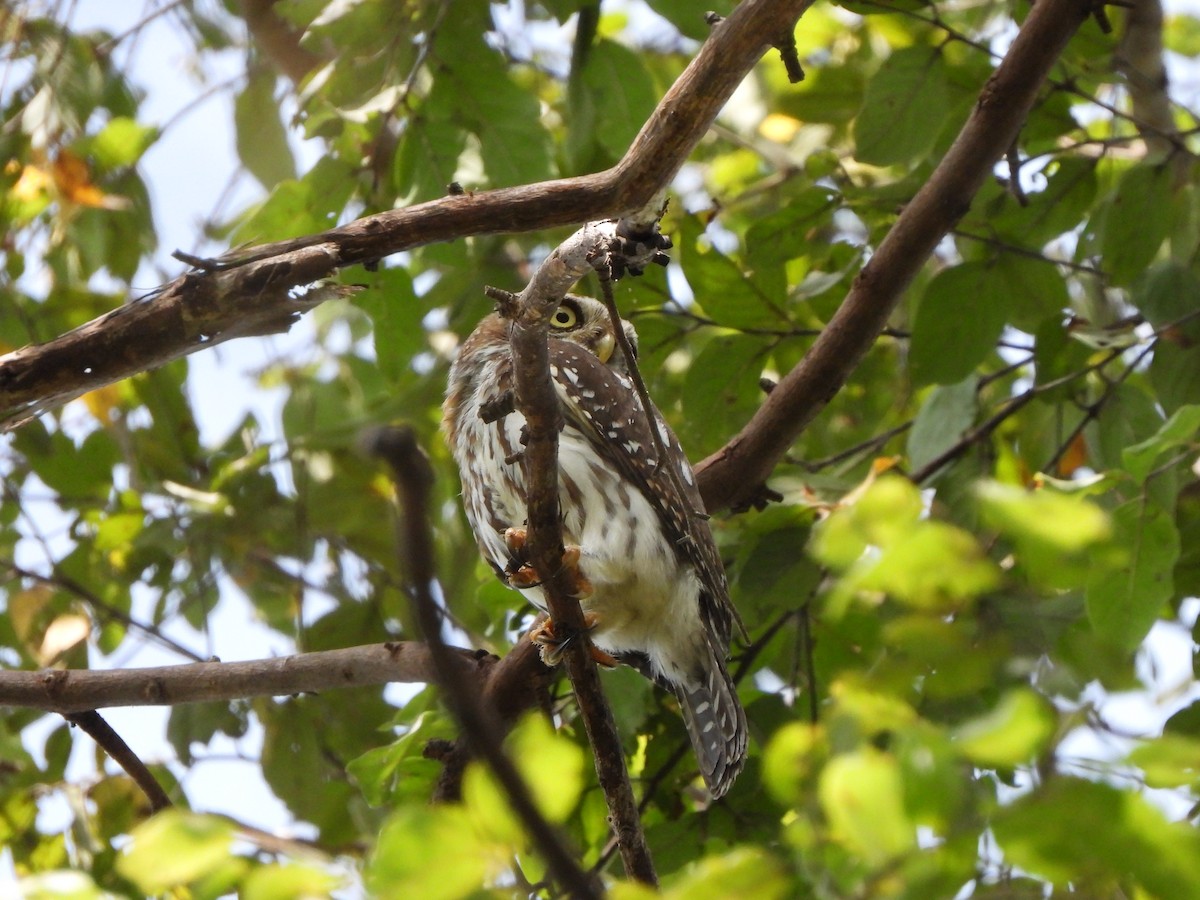 Pearl-spotted Owlet - ML617484913