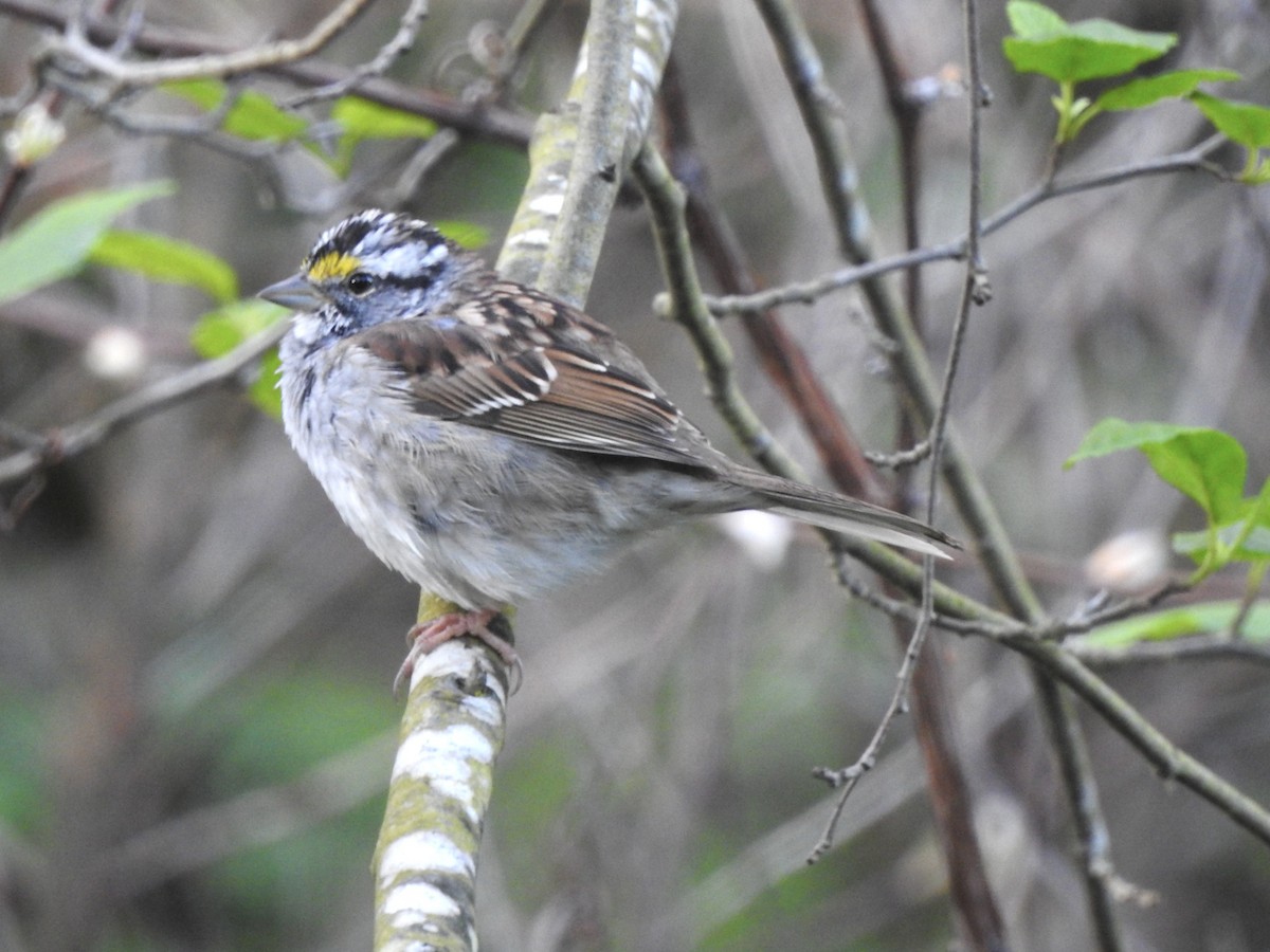 White-throated Sparrow - ML617485008