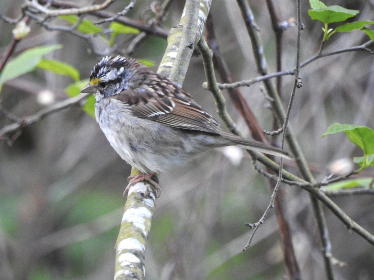 White-throated Sparrow - ML617485009