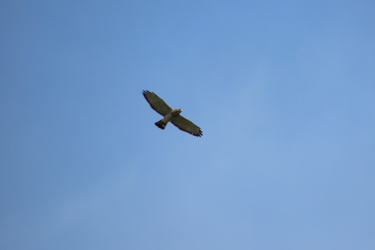 Broad-winged Hawk - ML617485085