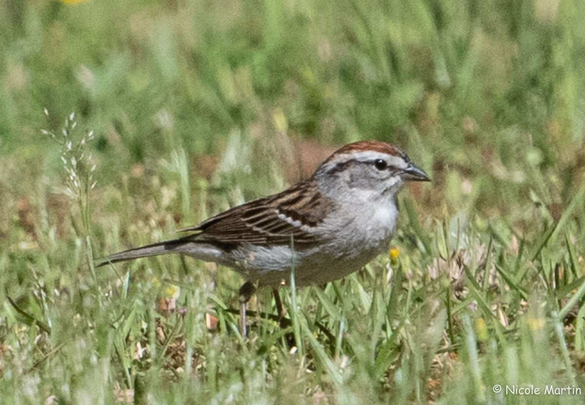Chipping Sparrow - ML617485108