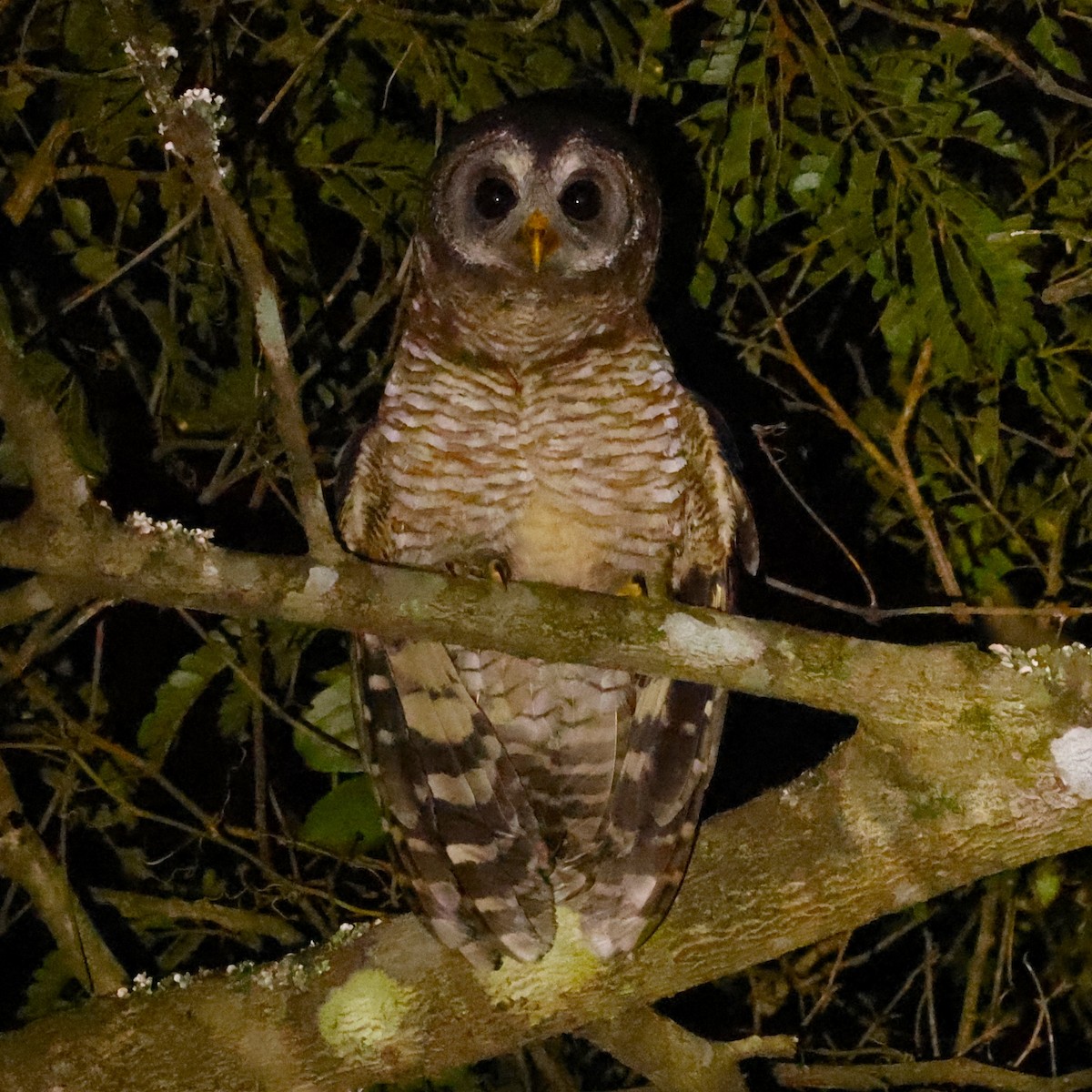 African Wood-Owl - ML617485155