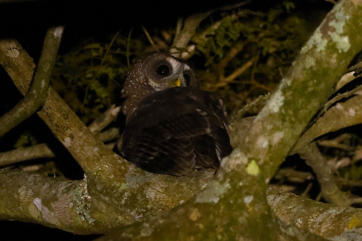 African Wood-Owl - ML617485224