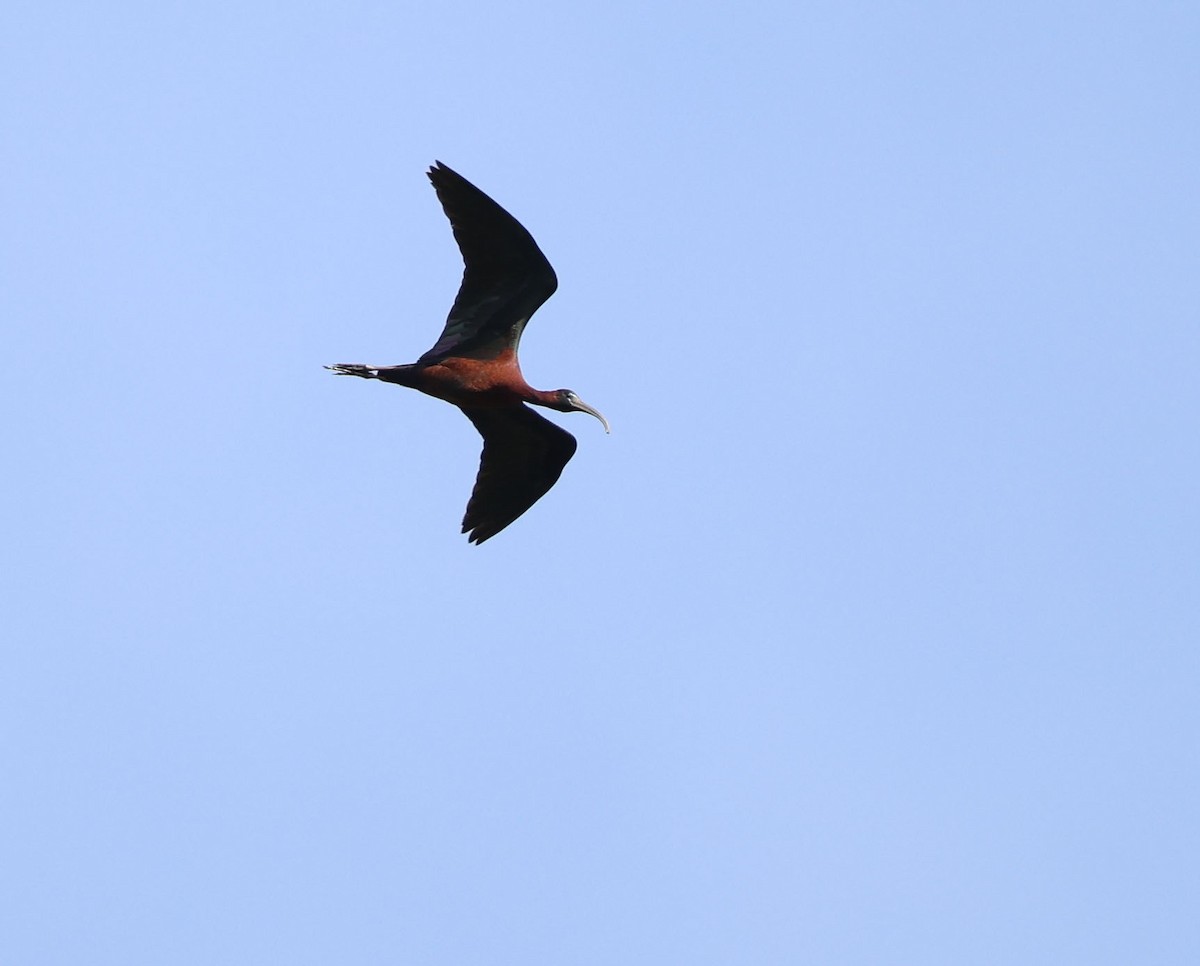 ibis hnědý - ML617485260